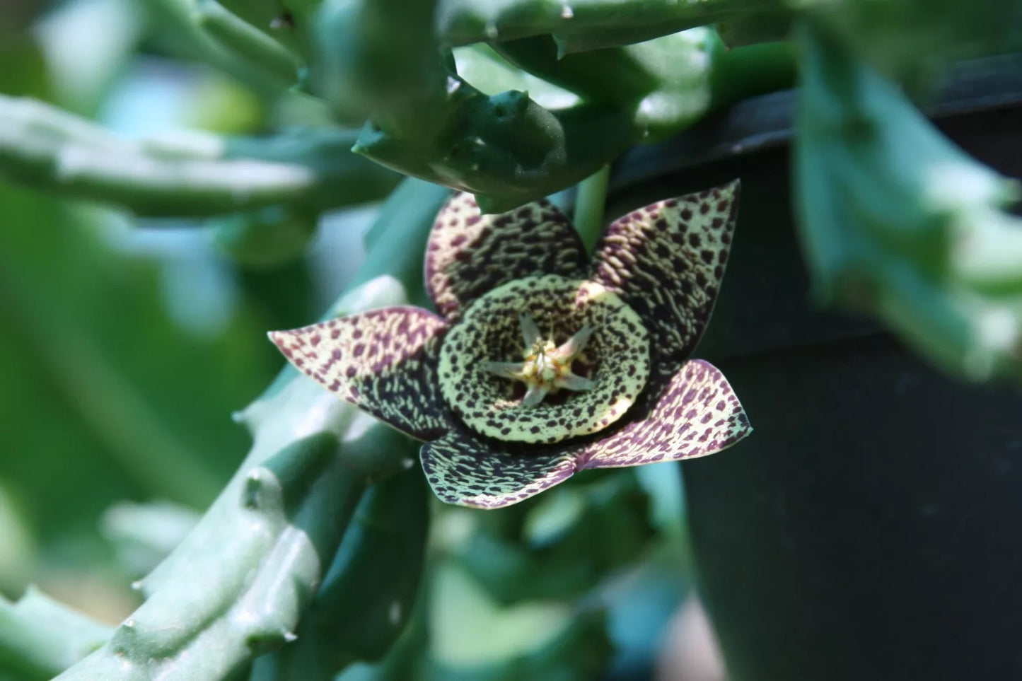 Unroot Stapelia Variegata Succulent Plant | Orbea Starfish Carrion Cactus