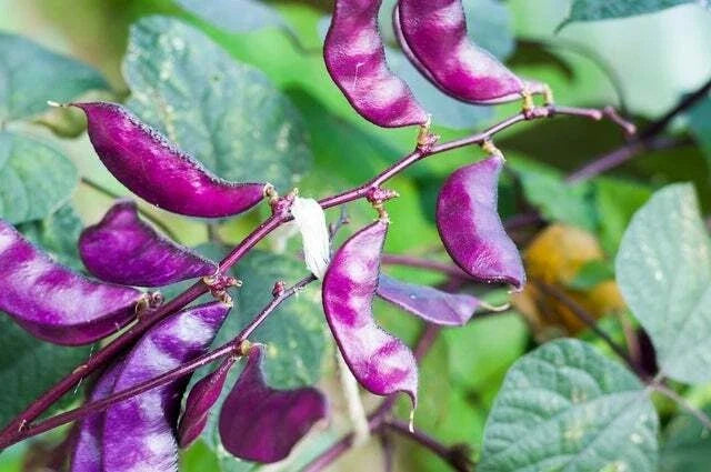 Purple Hyacinth Bean Seeds - Climbing Vine with Red Foliage & Purple Flowers - Lablab purpureus - 10 Seeds