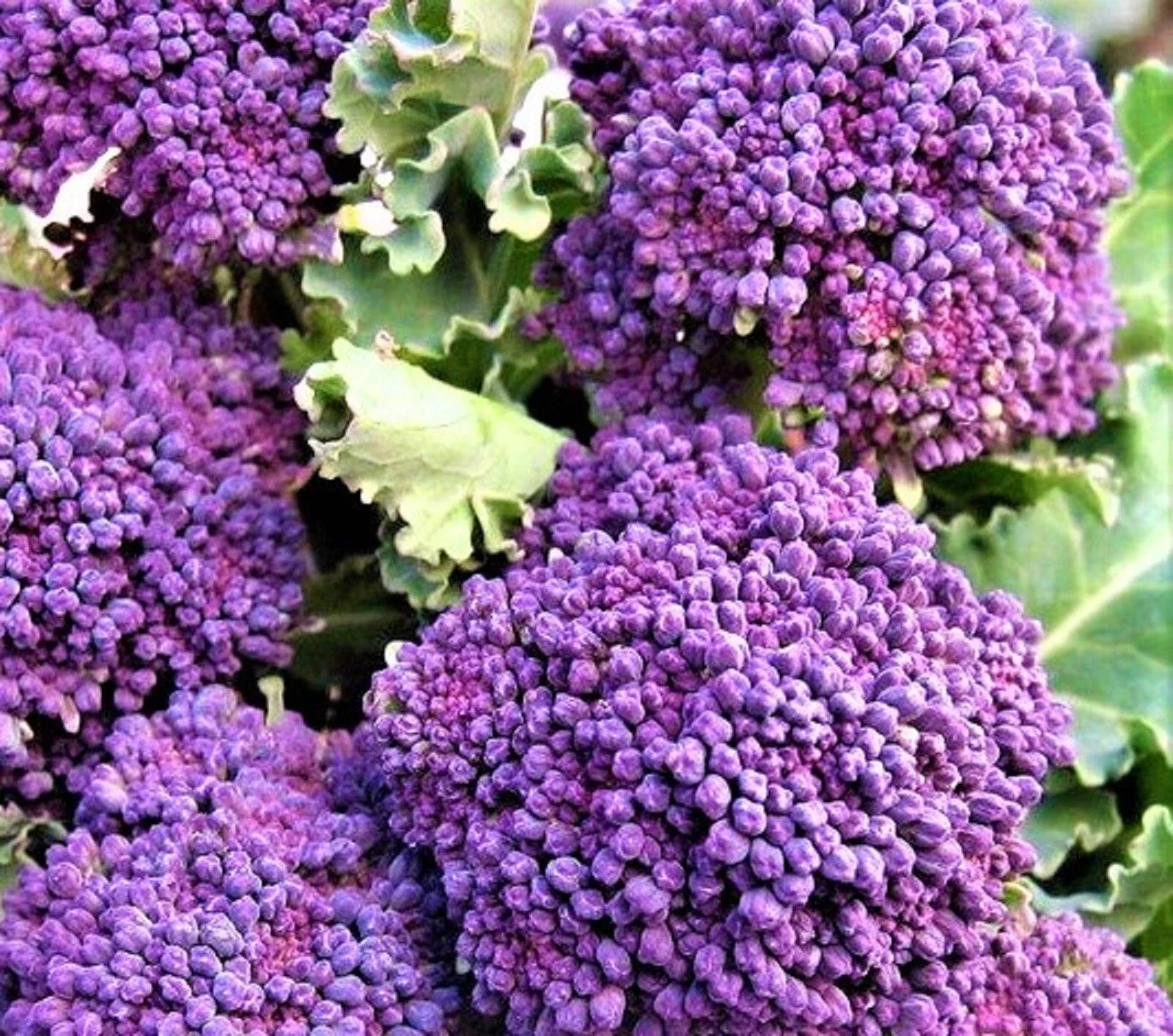 Early Purple Sprouting Broccoli Seeds – Non-GMO Heirloom Brassica oleracea var. italica for Home Garden, Container Planting