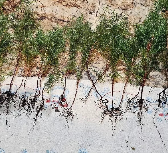 Eastern Red Cedar Juniper Seedlings 4-8 Inches Live Trees, Vibrant Red Foliage, Juniperus virginiana, Bare Root, Outdoor Landscape Plants