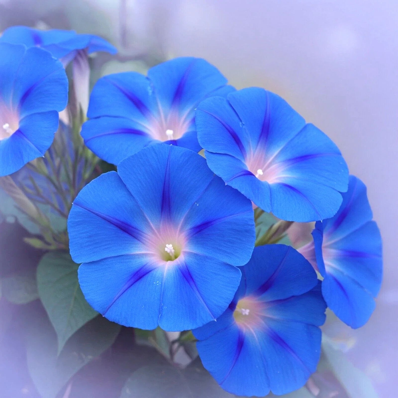 Heavenly Blue Morning Glory Seeds – 400 Pack, Climbing Flower for Hummingbirds, Ipomoea tricolor, Fast-Growing Annual Vine