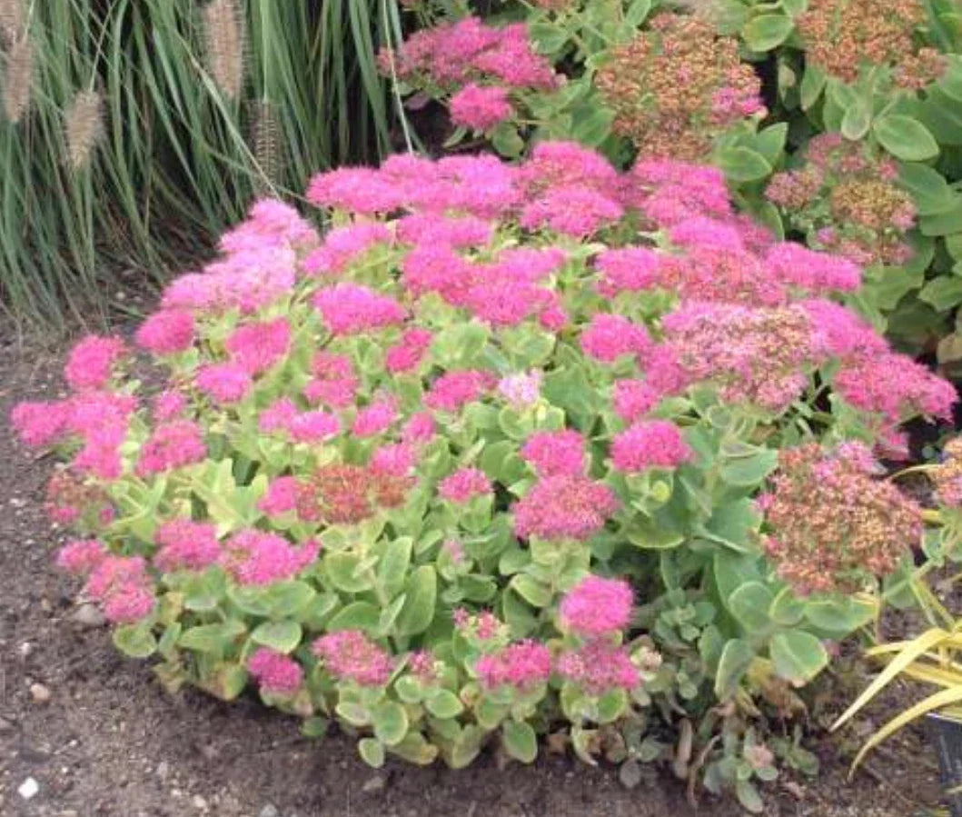 Sedum "Brilliant" Live Perennial Starter Plants, Upright, Deep Rose-Pink Flowers, Drought Tolerant, Full Sun, Zone 3-10