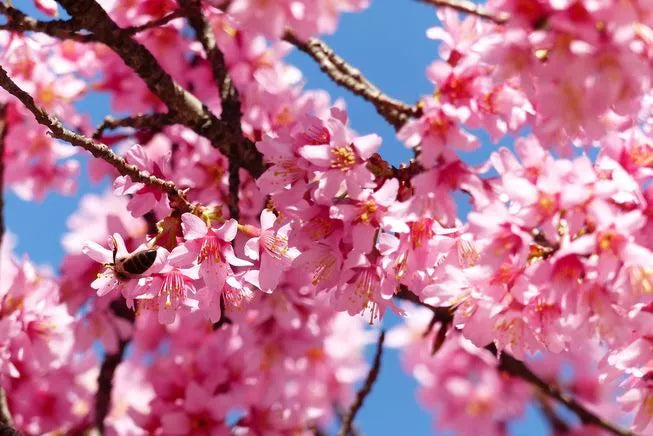 Eastern Redbud Tree Cuttings - 50 Pack - Cercis Canadensis Ornamental Trees