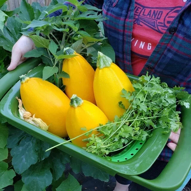 Golden Egg Zucchini Seeds - Heirloom Cucurbita pepo, 25+ Pack, Bush Variety, Full Sun, Non-GMO Vegetable Seeds