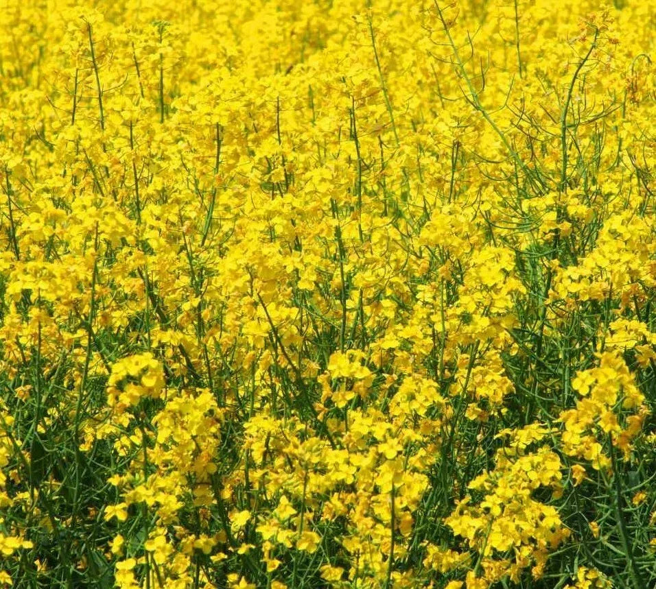 Yellow Mustard Seeds for Microgreens, Non-GMO Brassica juncea, 500+ Seeds, Grow Your Own Mustard Greens