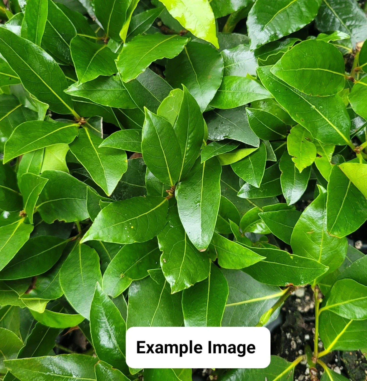Bay Laurel Live Starter Plant - Laurus nobilis Aromatic Culinary Herb for Cooking & Gardens, 4-inch pot