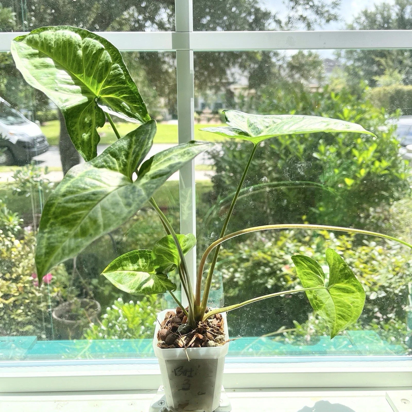 Syngonium Batik #3 Potted Plant – Rooted Variegated Arrowhead Plant, Indoor Houseplant, Syngonium podophyllum