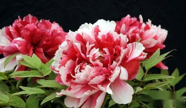 Peony Seeds Pack of 10 – Exotic Garden Flower Seeds – Paeonia – Pink, Red, White, Yellow – Easy to Grow, Non-GMO, USA Seller