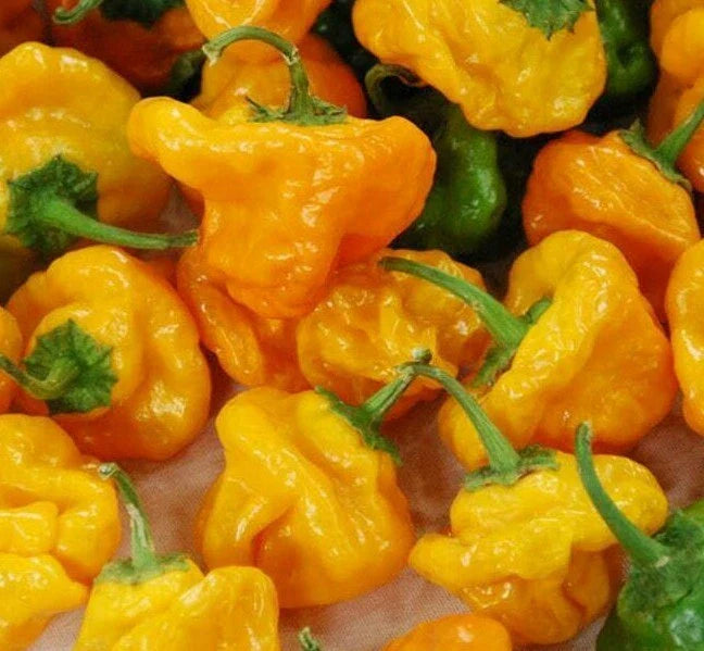 Yellow Scotch Bonnet Hot Pepper Seeds - 30+ Spicy Caribbean Capsicum chinense