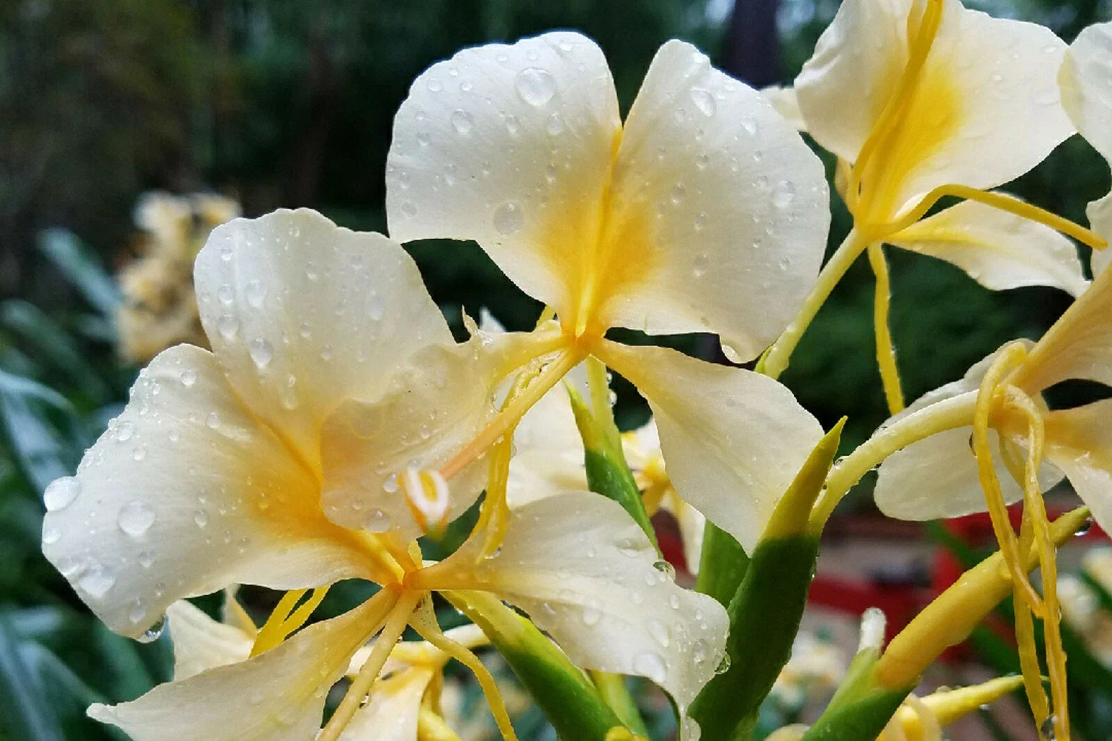 Hawaiian White Ginger Plant Roots 4 Pack | Fragrant Tropical Flowering Roots | Hedychium coronarium