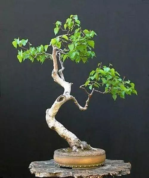 Bonsai Tree Seeds - White Paper Birch (Betula papyrifera) - 100+ Seeds for Indoor & Outdoor Gardening