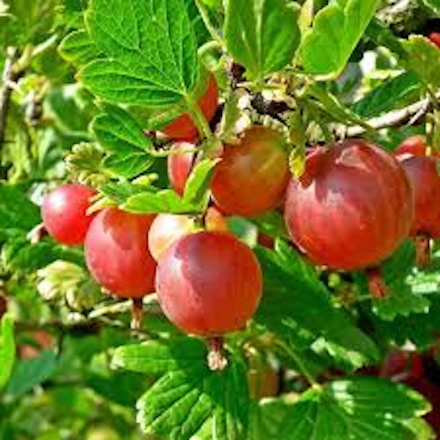 Pixwell Gooseberry Plant 2-Year-Old Bare Root Ribes uva-crispa Light Green to Pink Berries Tart Flavor Zones 3-8