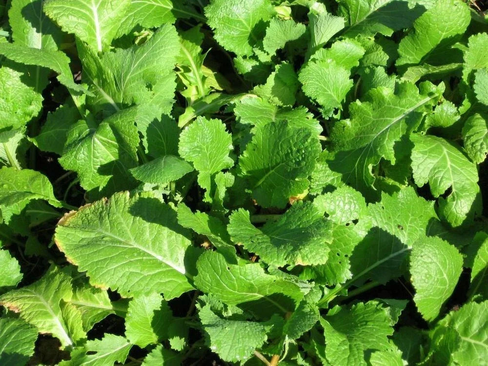 Seven Top Turnip Seeds – Brassica rapa Vegetable Seeds for Gardening, 100 Non-GMO, Cool-Season, Edible Roots & Greens