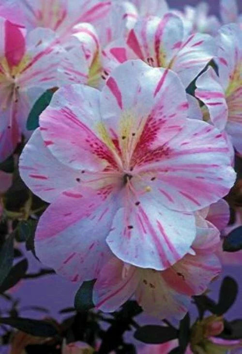 Azalea Starter Plant - White with Pink Stripes - Rhododendron deciduous - Garden, Landscape, Container Plant