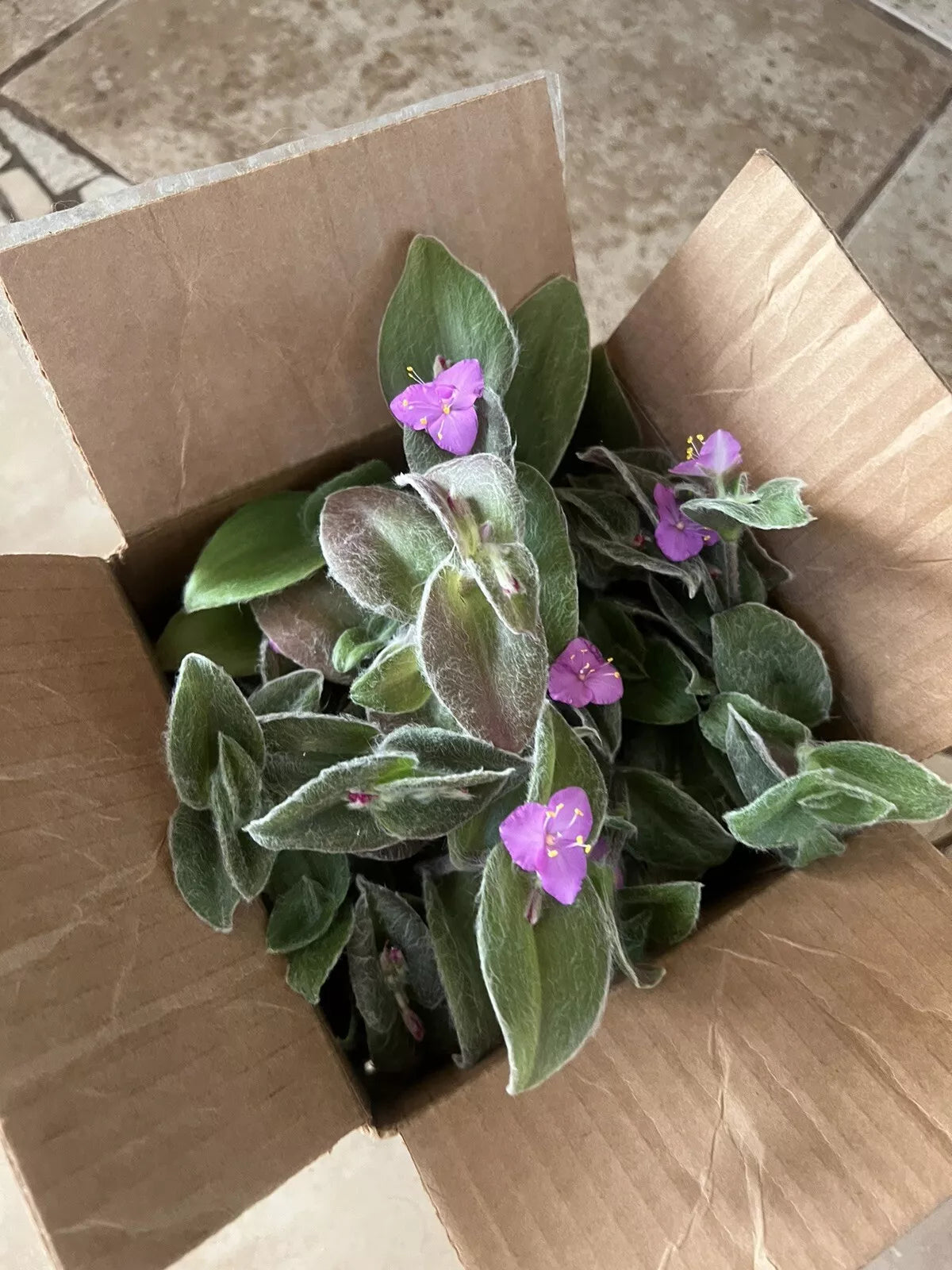 Cobweb Spiderwort Cuttings - 5 Live Plants, Tradescantia sillamontana, Easy Care, Silvery Foliage, Purple Flowers