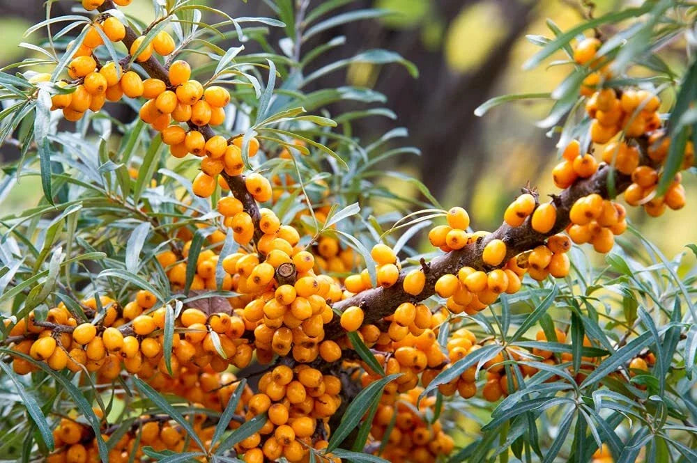 Seaberry Bush Seeds - 100 Pack, Edible Tangy Berries, Hippophae rhamnoides, Drought-Tolerant, Wildlife Friendly, Full Sun