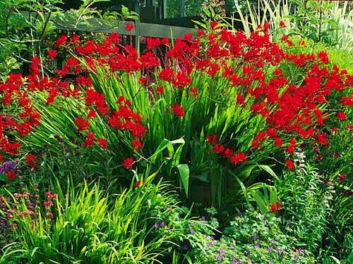 Crocosmia Seeds - 113 Count Bright Red Flowers - Easy to Grow Crocosmia Lucifer - Perennial Garden Seeds