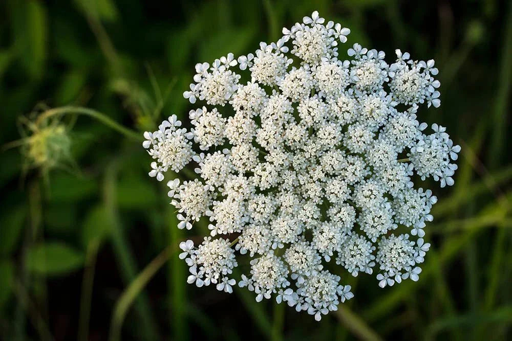 Queen Anne's Lace Seeds - 250 Pack Wildflower Seeds Daucus carota - USA Grown