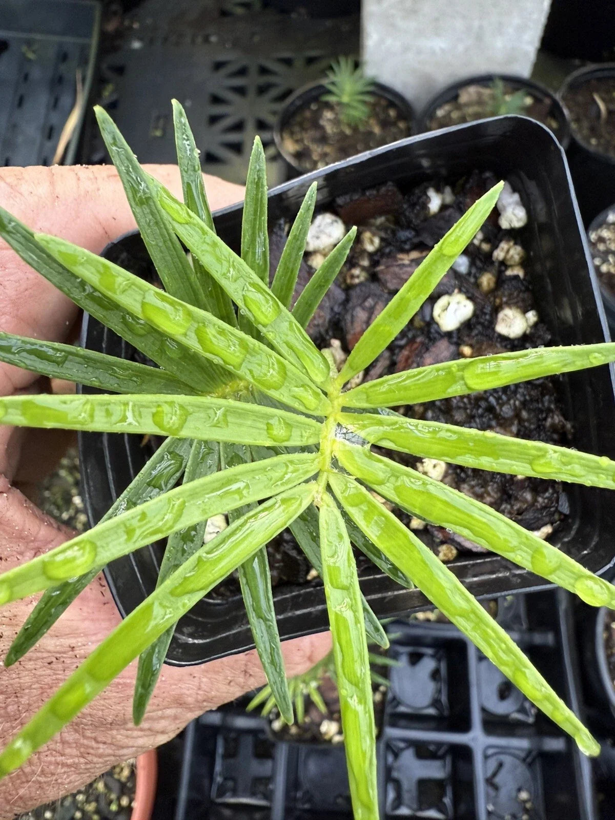 Rare Microcycas calacoma Holy Grail Cycad Plant – Indoor Potted Tropical Plant for Collectors