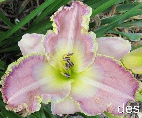 Daylily Live Plant – Ginny Mitchell, Extended Blooming, Rebloomer, Hemerocallis