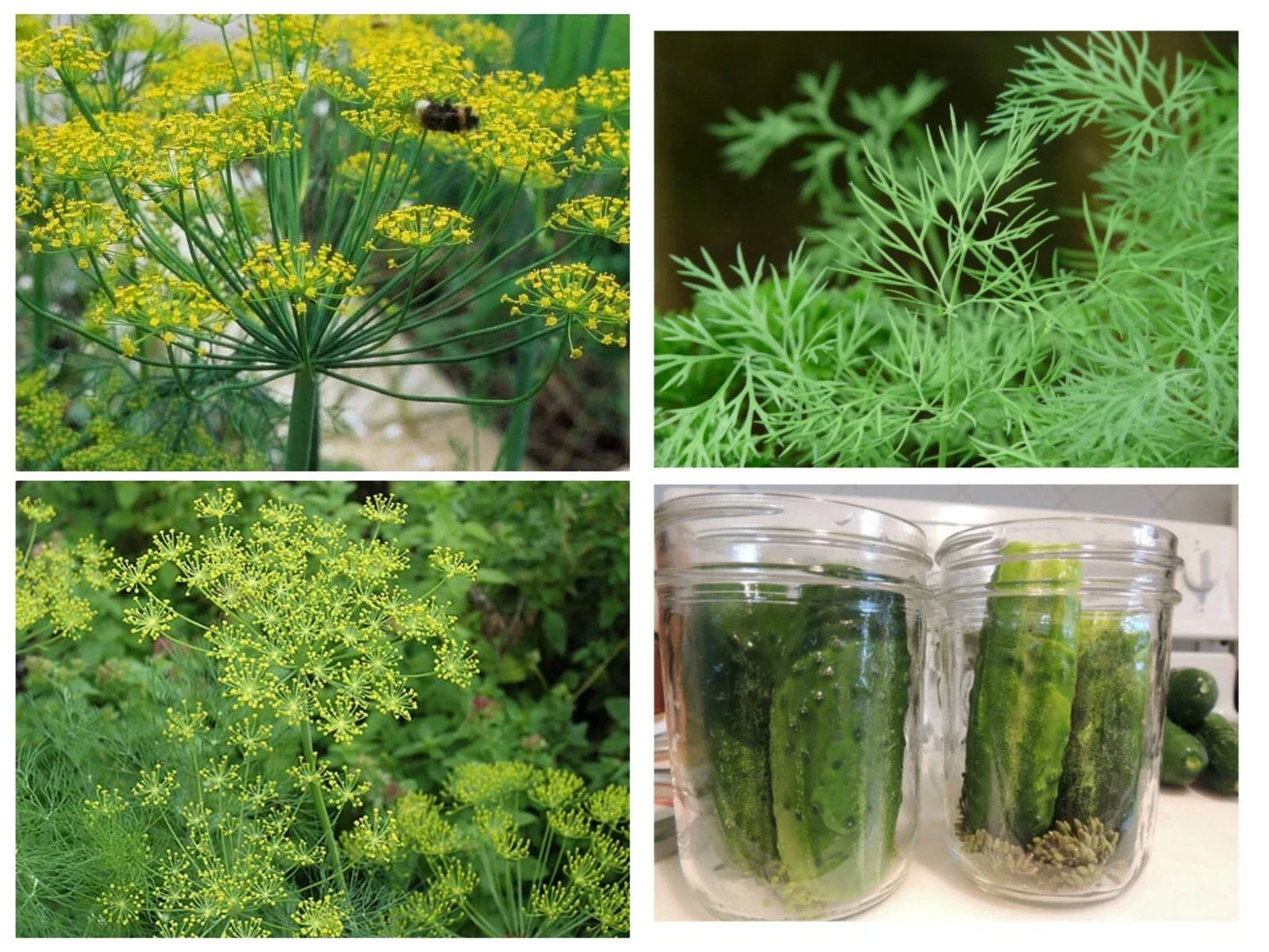 Polish Dill Seeds 300 Non-GMO Organic Heirloom Anethum graveolens - Culinary Herb