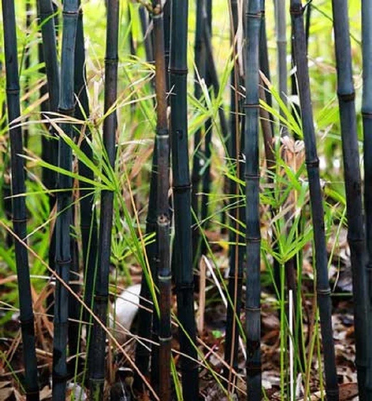 Black Bamboo Seeds - 50 Pack for Privacy Screen, Shade Garden, Phyllostachys nigra, Exotic Ornamental Grass
