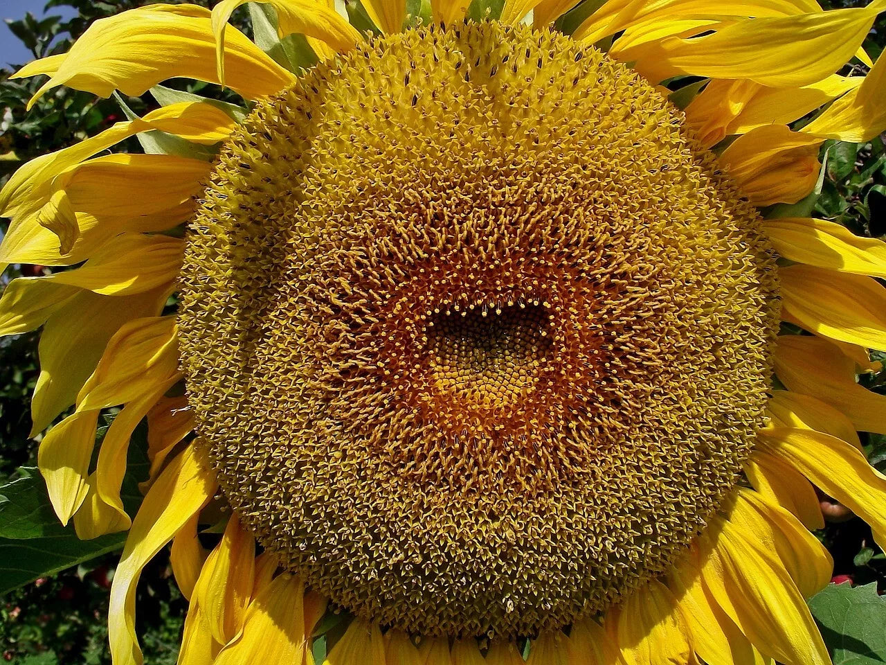 American Giant Hybrid Sunflower Seeds - 25 Pack - Large Flower Heads Helianthus annuus