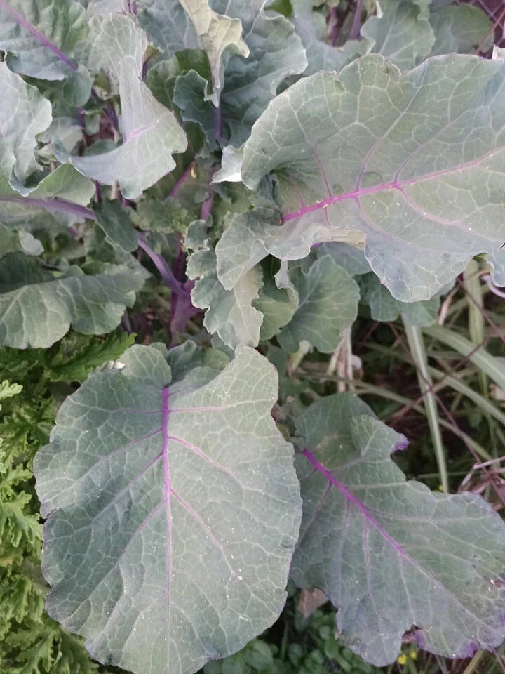 Perennial Purple Leaf Tree Collard Cutting – Edible Greens, Organic Gardening, Brassica oleracea var. acephala, USA Grown