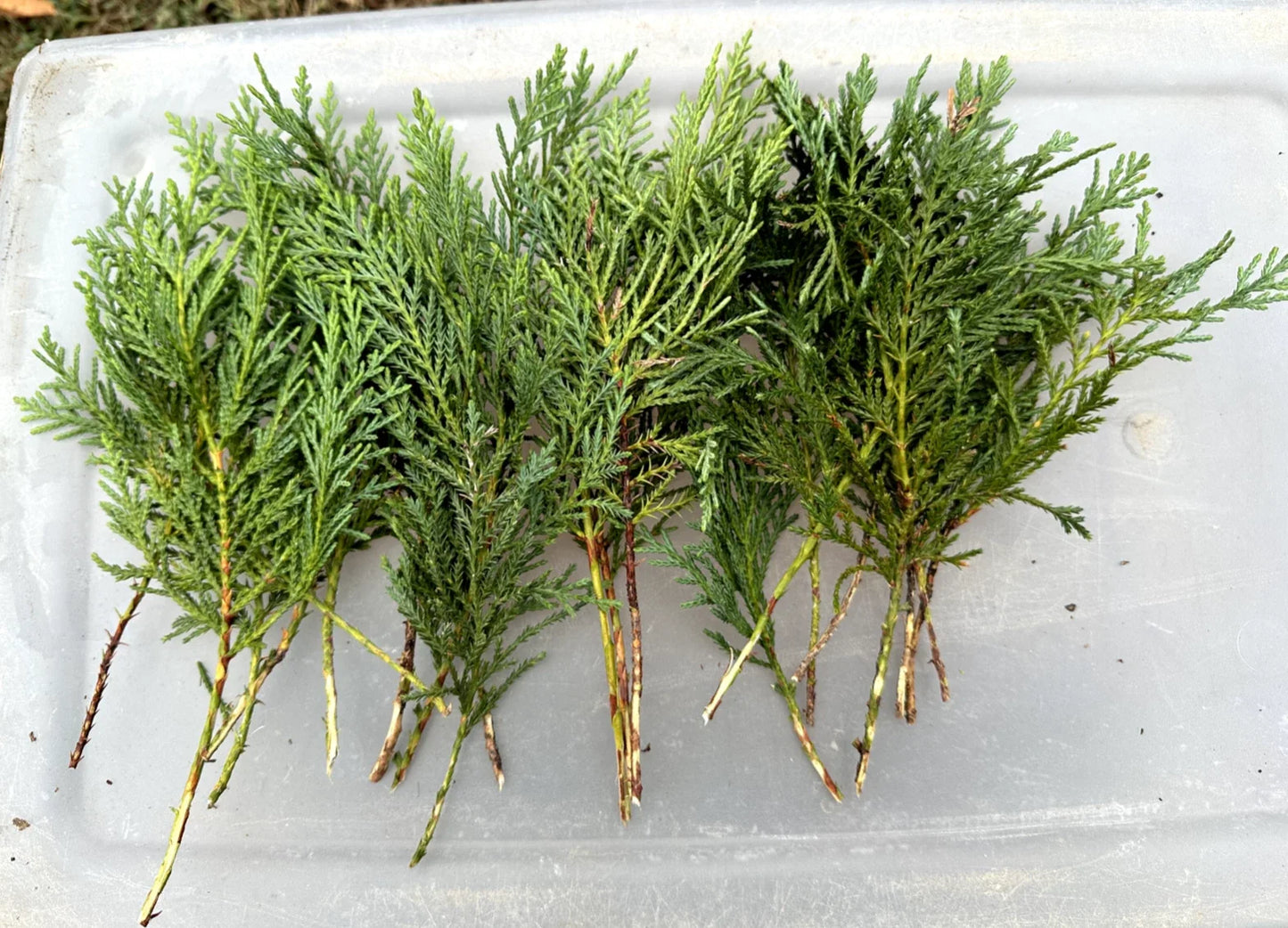 50 Leyland Cypress Tree Cuttings, Non-Rooted, Fast-Growing Privacy Screen, Cupressocyparis leylandii, Evergreen Landscaping Supplies