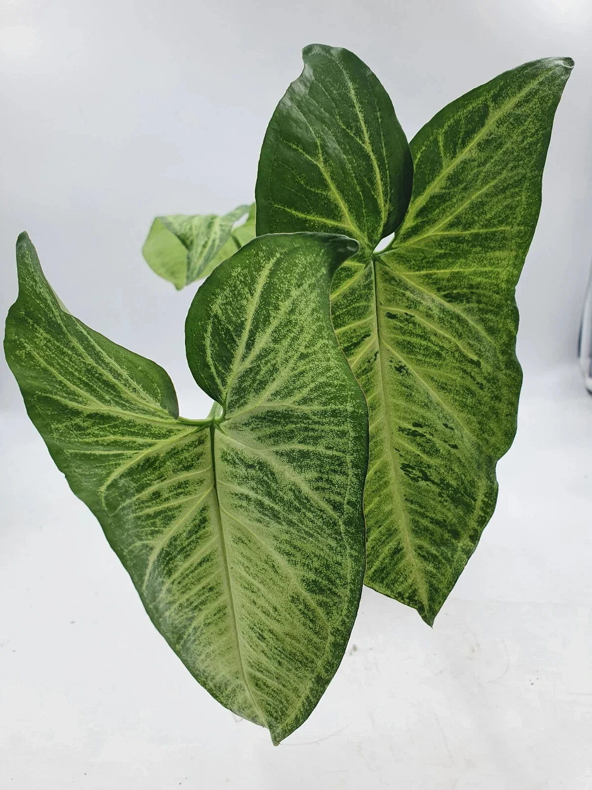 Large Arrowhead Plant 4" Pot - Syngonium podophyllum Indoor Houseplant with Green Foliage
