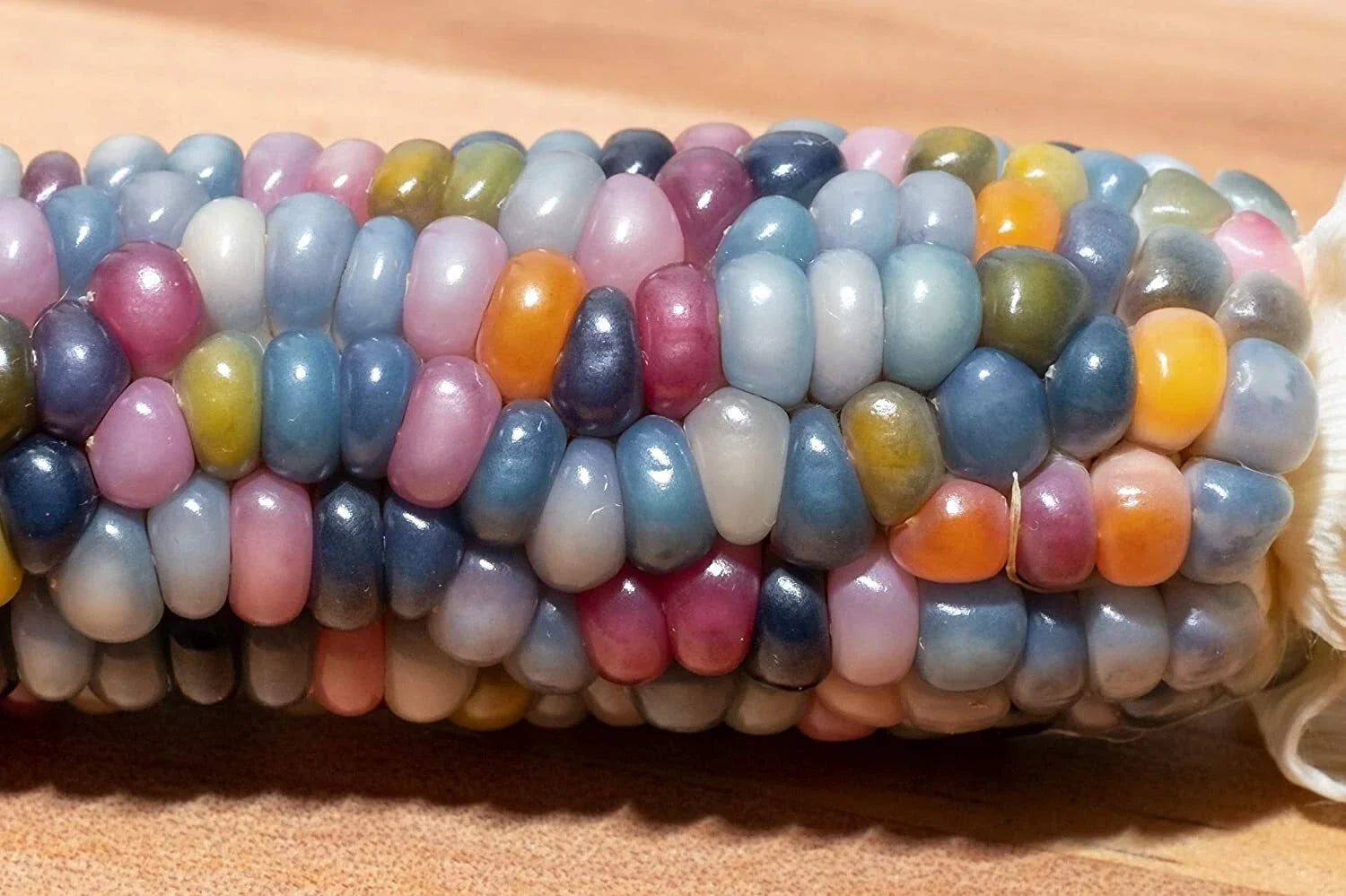 Glass Gem Indian Corn Seeds - Vibrant Translucent Kernels, Ornamental Zea mays 'Glass Gem', 75 Pack