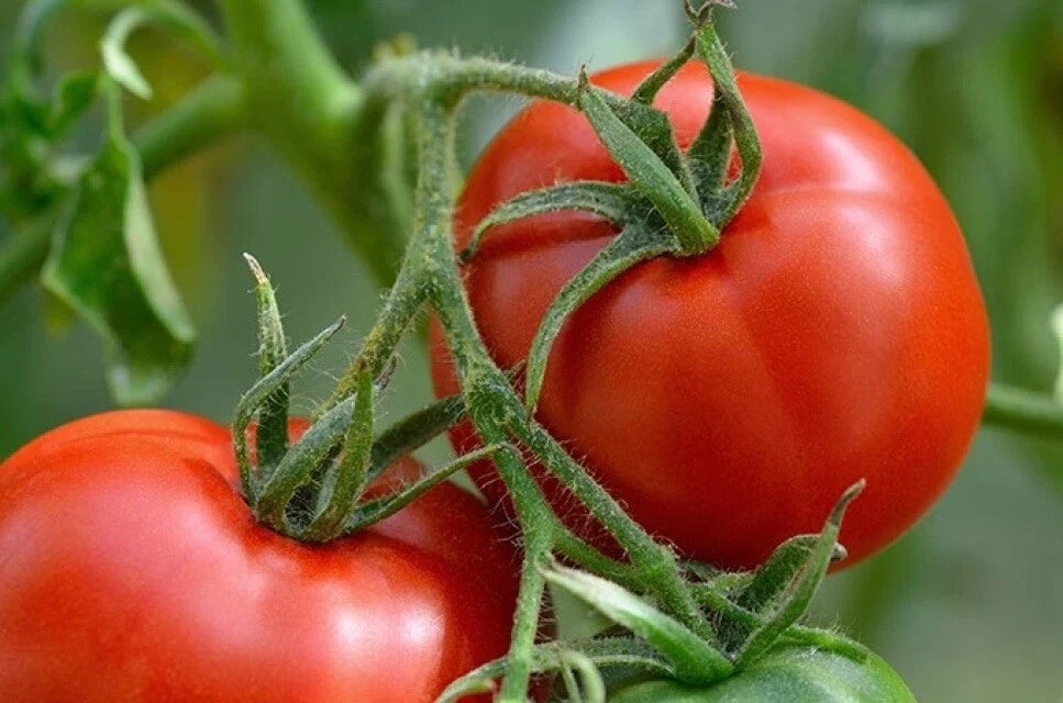 Manitoba Tomato Seeds - Prairie Heirloom, Non-GMO, Cool Climate, Solanum lycopersicum, Seed Packet