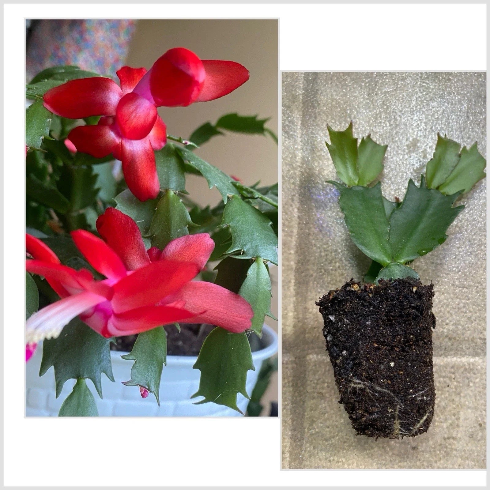 Christmas Cactus Starter Pup 4" Red Schlumbergera bridgesii Indoor Plant, Holiday Decor, Easy Care