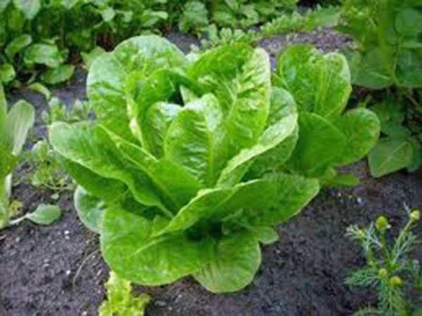 Butterhead Buttercrunch Lettuce Seeds – Heirloom, Non-GMO, Organic Vegetable Seeds, 1000 Seeds for Home Gardening