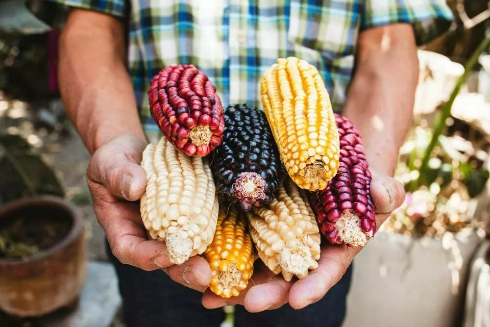 Exotic Maize Mix Seeds 30 Count - Blue, Red, White, Yellow Varieties - Zea mays - Vibrant Colorful Garden Crop