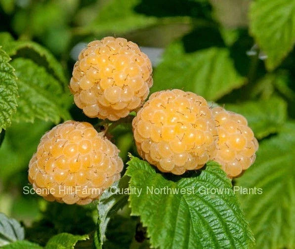 Ever Bearing Raspberry Plant - Fall Gold Variety Potted Rubus idaeus for Sweet Golden Berries