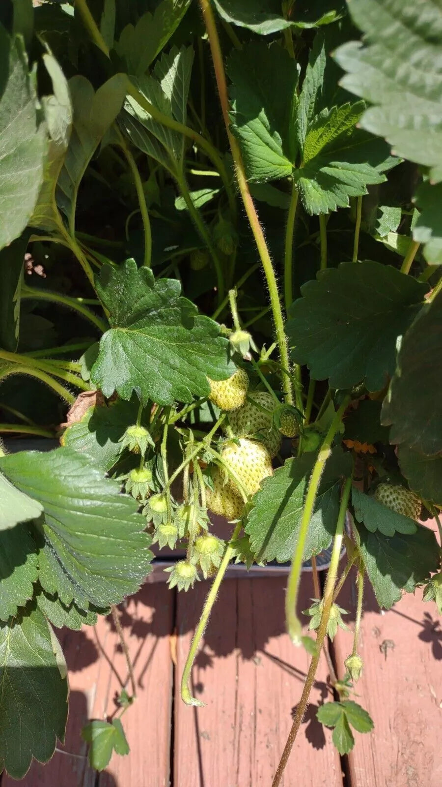 Strawberry Plants 6-Pack Bare Root Ozark Everbearing Fragaria × ananassa Large Sweet Fruit Outdoor