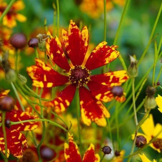 Coreopsis Seeds - Dwarf Radiant Tigrina - Deer & Rabbit Resistant, Non-GMO, 200 Seeds, Tickseed, Perennial, Bright Flowers