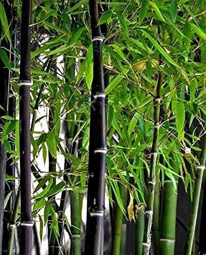 Black Bamboo Seeds - 150+ Seeds for Privacy Screen - Fast Growing Phyllostachys nigra Garden Plant