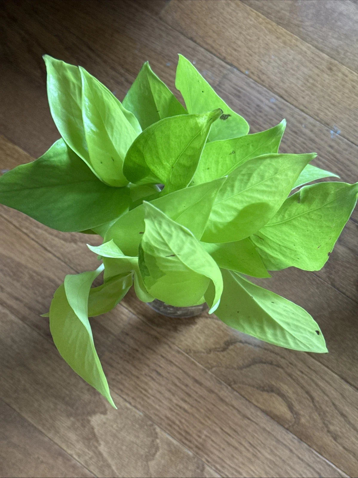 Rooted Green Pothos Cuttings Epipremnum aureum Indoor Houseplant for Decor, Easy Care Trailing Vine