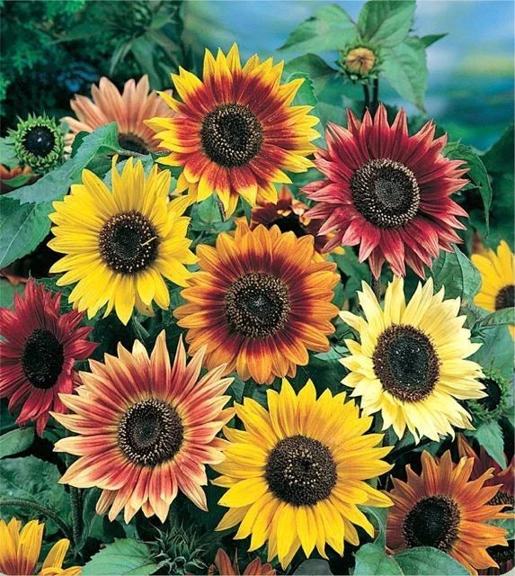 Sunflower Seeds - Autumn Beauty Variety - Multi-Color Blooms - Helianthus annuus - Fresh Planting Seeds