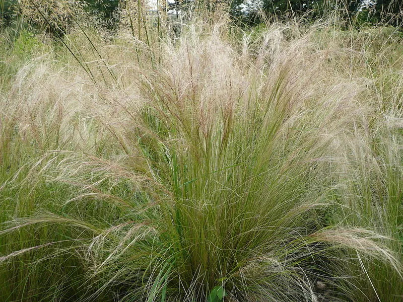 Mexican Feather Grass Seeds - 160 Count, Ornamental Stipa Tenuissima, Drought-Tolerant, Hardy Grass for Borders & Landscaping