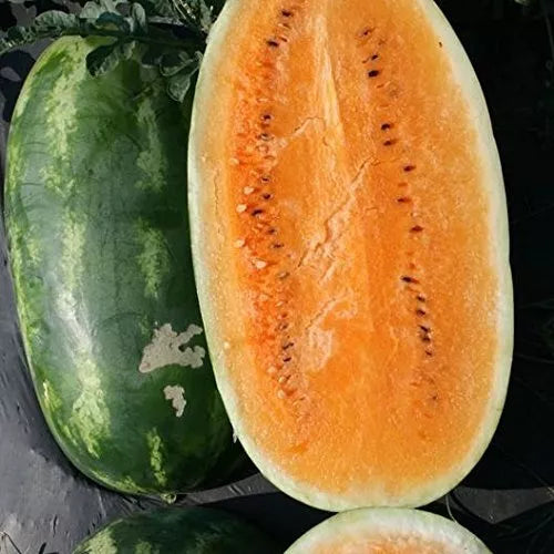 Tendersweet Orange Watermelon Seeds - 10 Rare Citrullus lanatus Melon Seeds for Planting, Juicy & Sweet Fruit