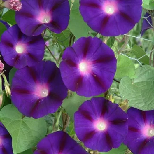 Morning Glory Seeds - Grandpa Ott Purple Climbing Vine - Heirloom Non-GMO - 100 Seeds - Ipomoea purpurea