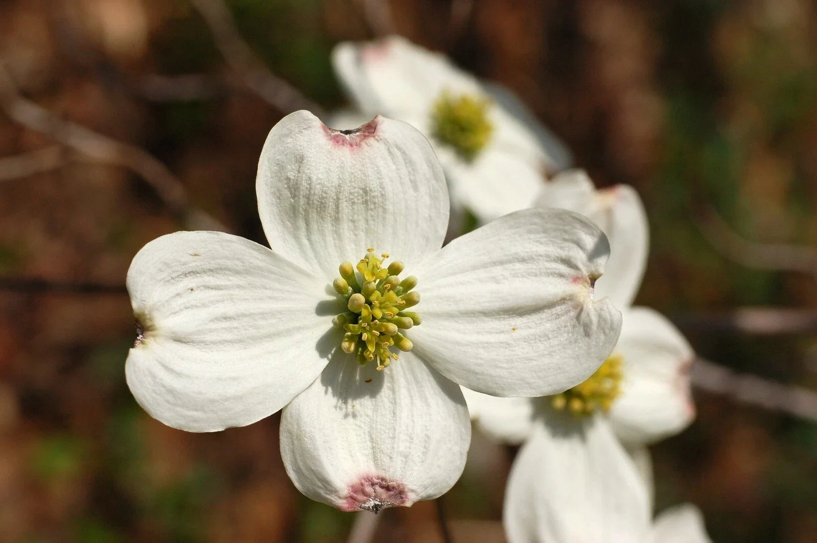 White Flowering Dogwood Seeds, Cornus florida northern, Garden Landscaping, Ornamental Tree, 10 Pack