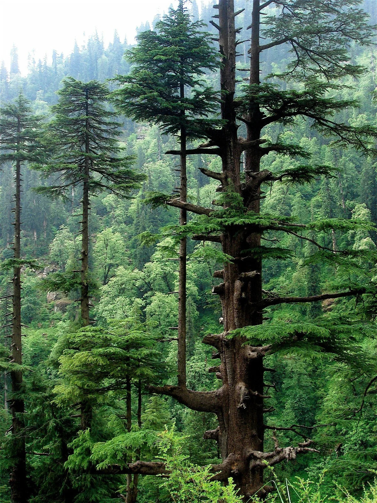 Himalayan Cedar Seeds, Deodar Cedar, Evergreen Tree Seeds, Cedrus deodara, Landscape Planting, Drought Tolerant, Wildlife Attracting
