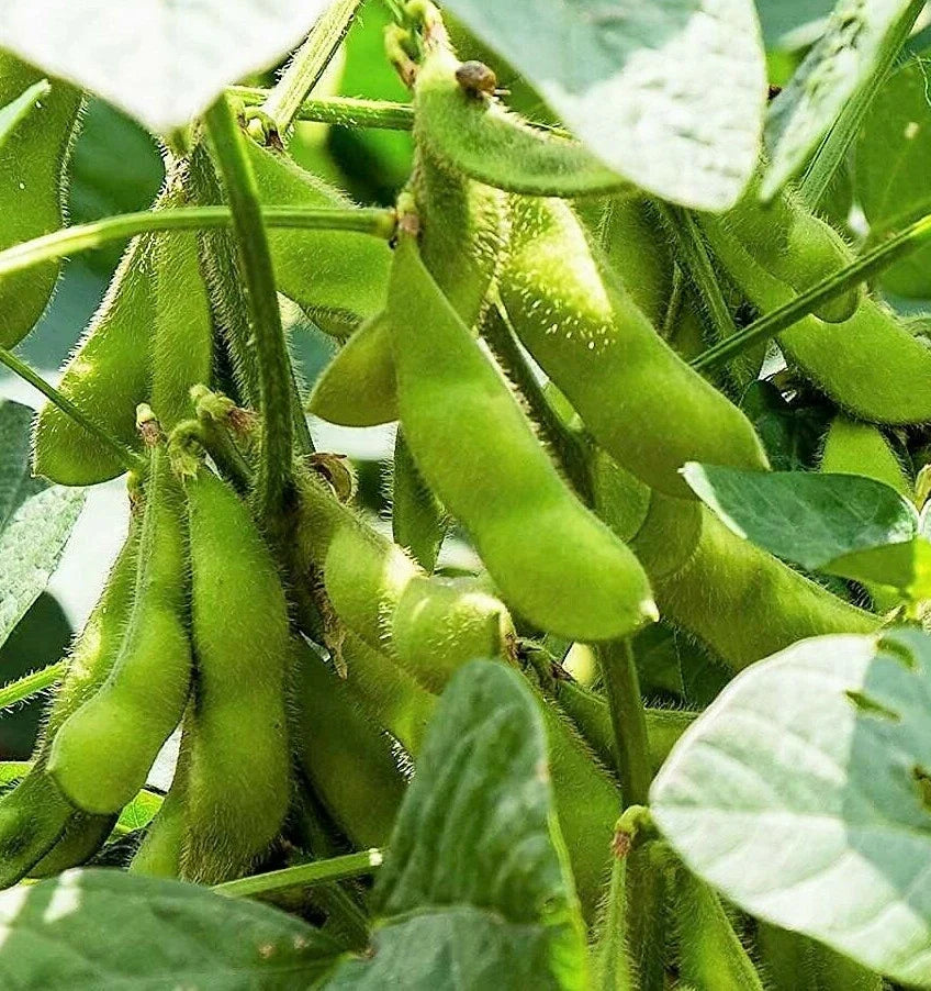 Edamame Soybean Seeds - Triple Play Variety - Glycine max - Non-GMO, High Germination, Edible Vegetable, 50 Seeds