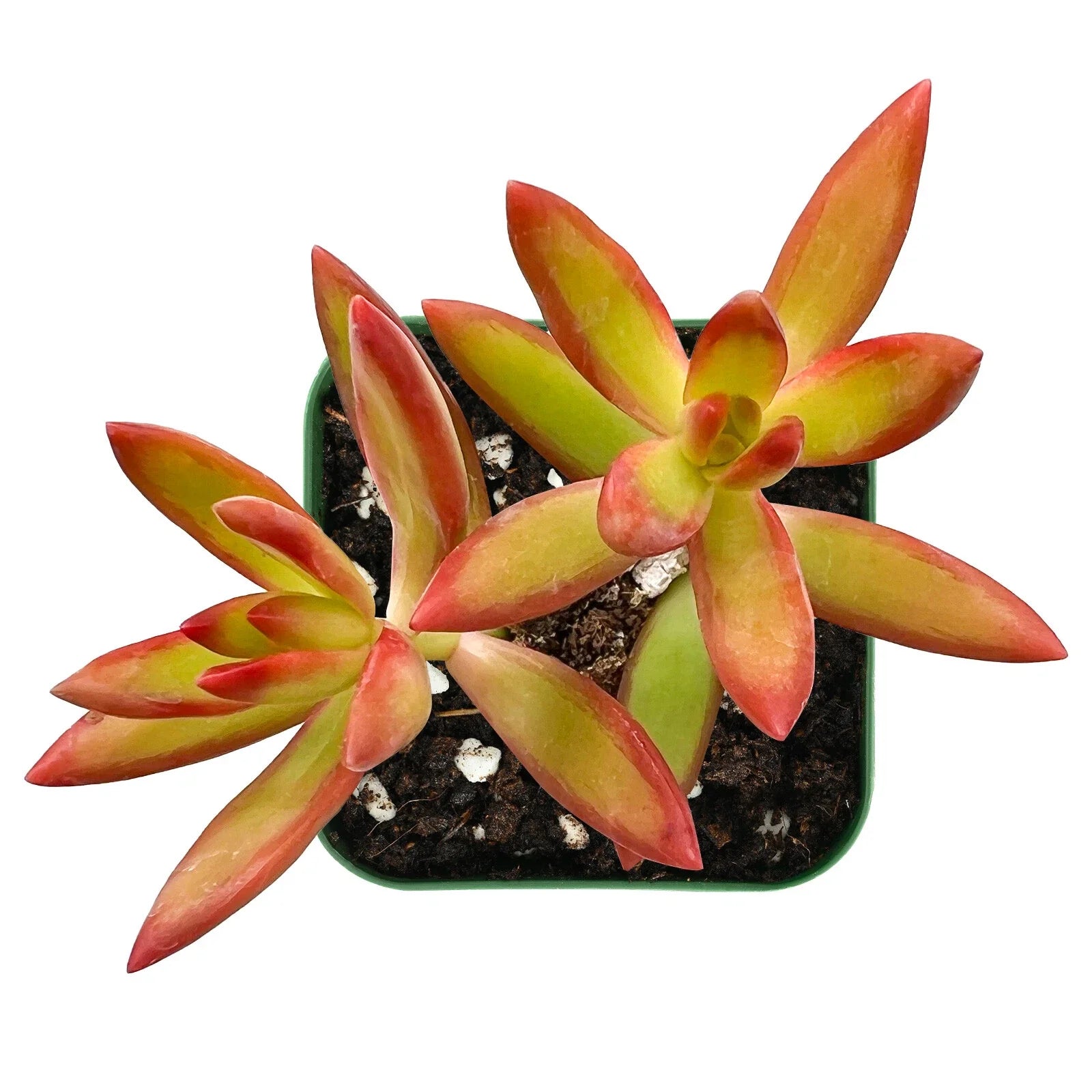 Sedum Adolphii Firestorm Succulent Plant in 2-Inch Pot, Indoor Drought-Tolerant Houseplant, Easy Care, Bright Foliage