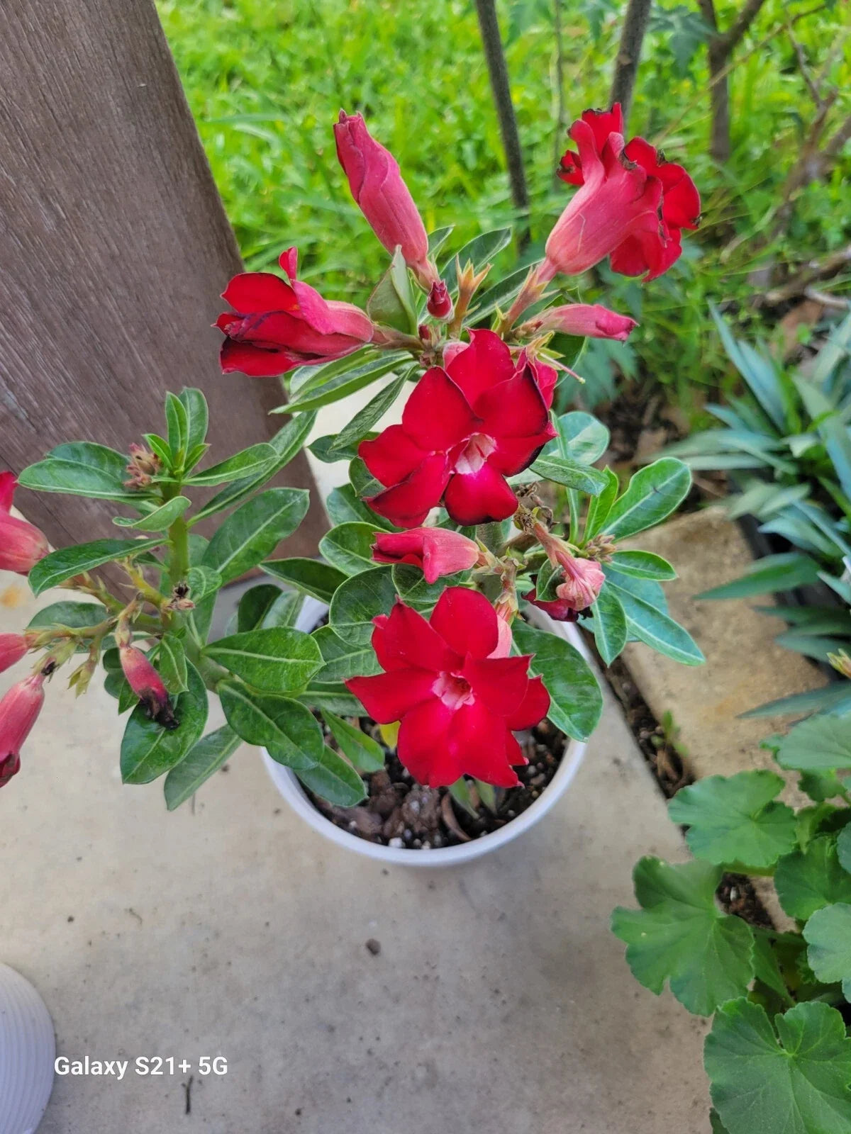 Red Adenium Obesum Double Desert Rose Bonsai Tree – 5-Inch Pot, Succulent Indoor Plant, Drought Tolerant, Vibrant Red Blooms