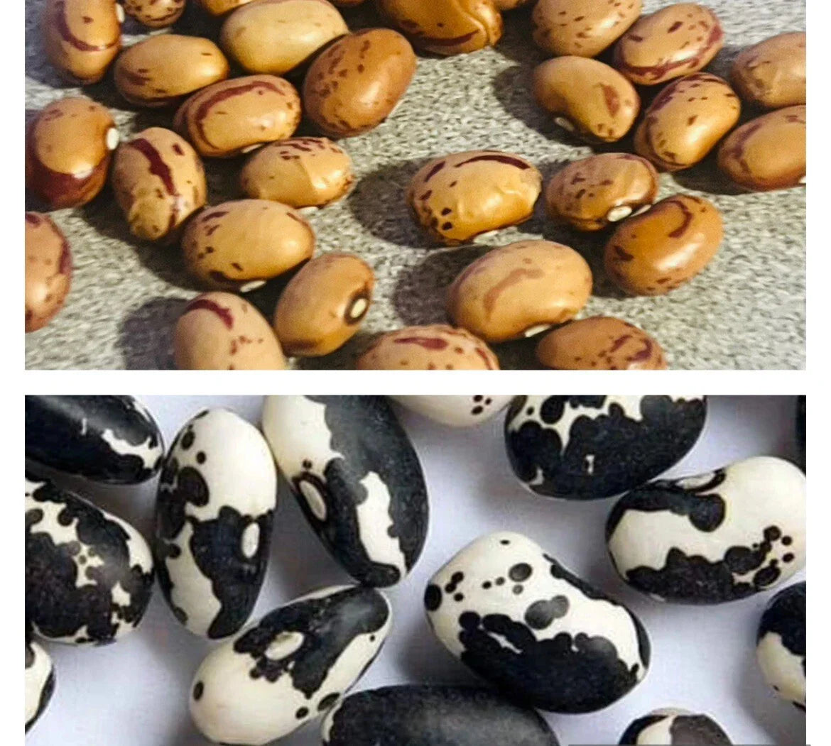 Calypso Bean Seeds 15 Pack & Cranberry Bean Seeds 30 Pack - Phaseolus vulgaris